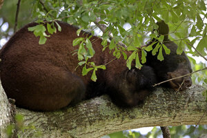 Louisiana Black Bear Populations Rebound