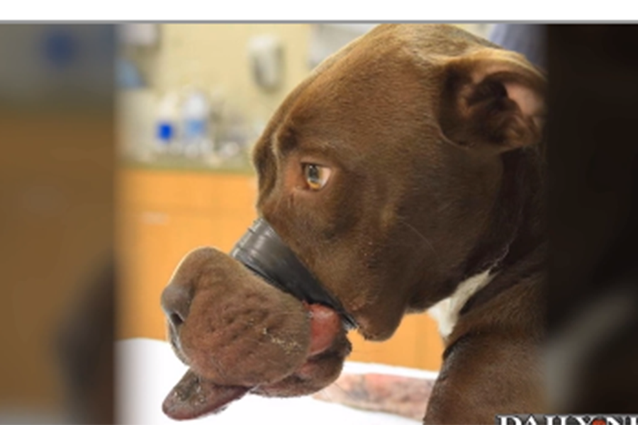 Dog found with muzzle taped shut: How well do US laws protect animals? -  