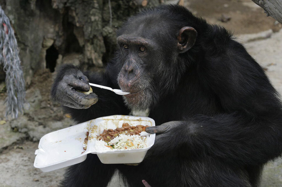 Chimp`S Diet