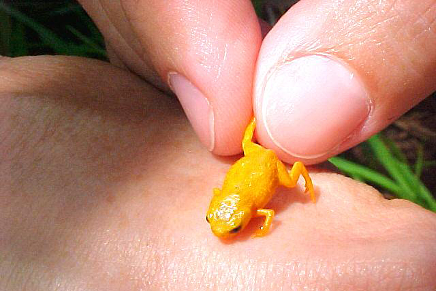 Seven species of tiny frogs revealed: How small do frogs get