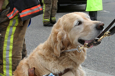 Golden retriever jumps in front of bus to protect blind owner - Golden retriever jumps in front of bus to protect blind owner -