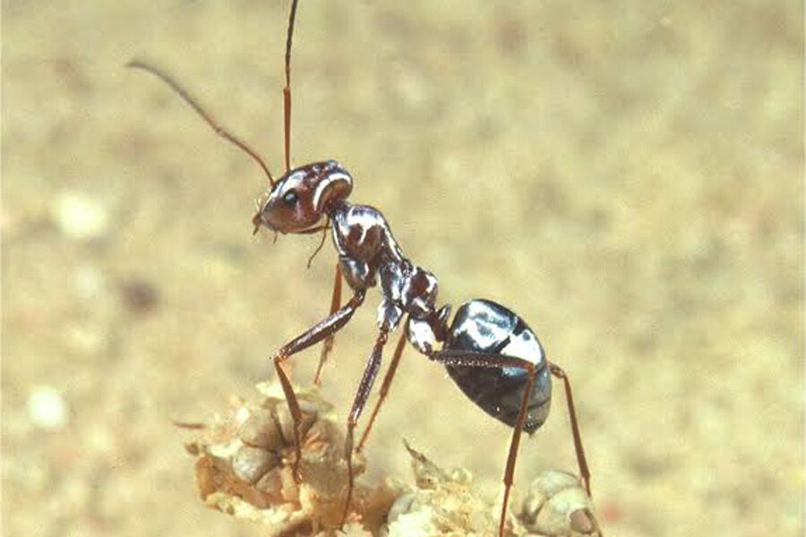 Сахарском Серебряном муравье (Cataglyphis bombycina).