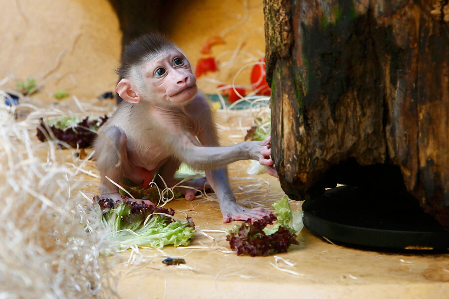 1 monkey 1 drill. Мартышкин Дрилл. Monkey Enclosure.