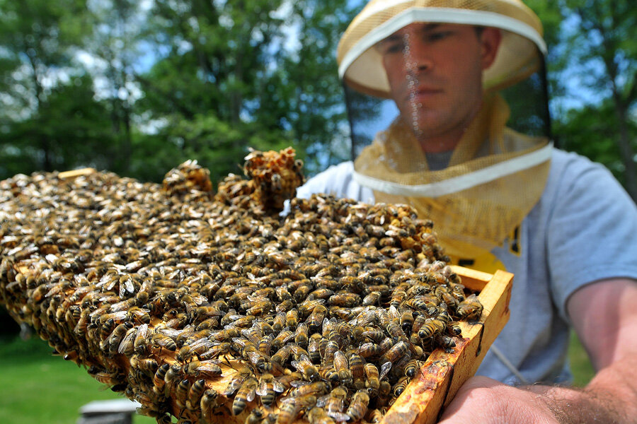 how-americans-can-help-protect-bees-other-pollinators-csmonitor