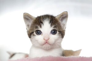 kitten adoption prices