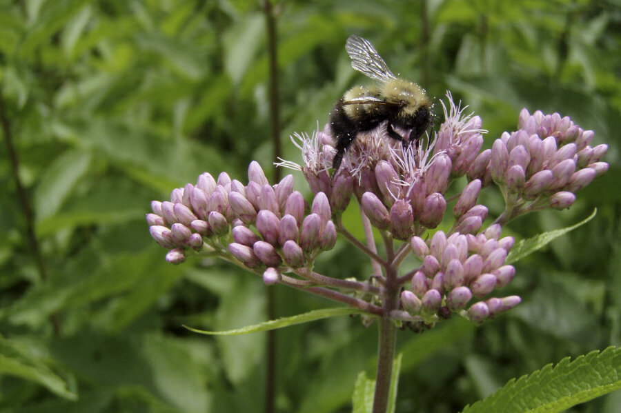 climate-change-turns-up-heat-on-bumblebees-csmonitor