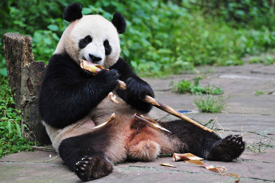 why-are-china-s-giant-pandas-so-lazy-csmonitor