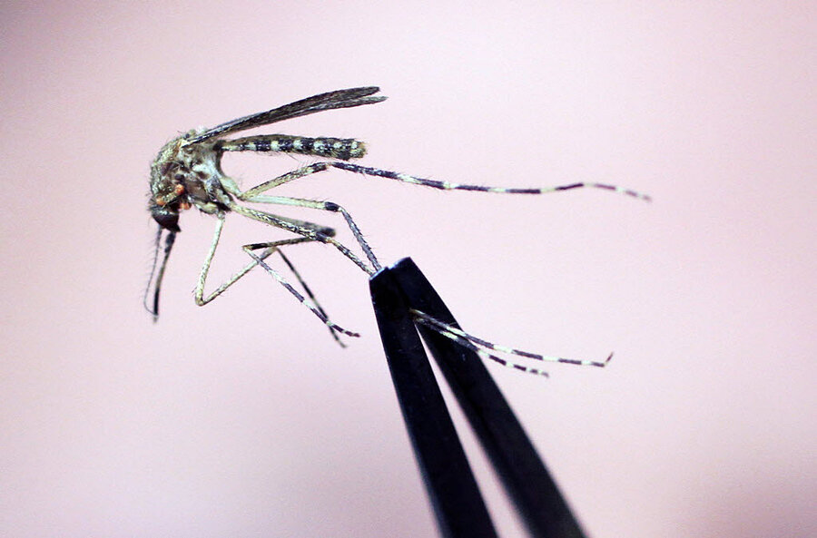 How do mosquitoes find food? First, they smell you, scientists say