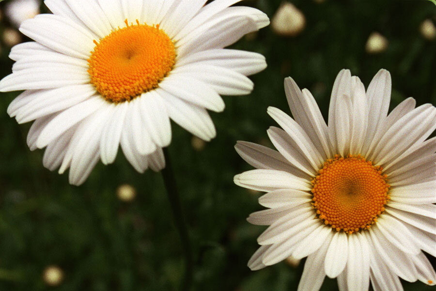 Are Fukushima's mutant daisies a wonder or a warning? - CSMonitor.com