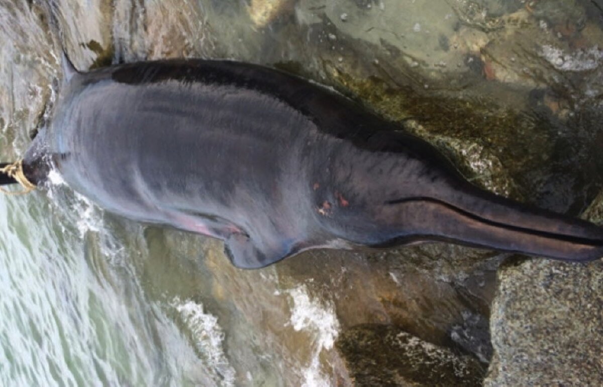 Rarely seen beaked whale washes ashore in Massachusetts - CSMonitor.com