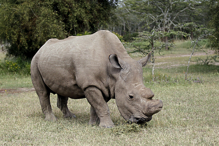 Northern white rhino How scientists hope to save rare breed from