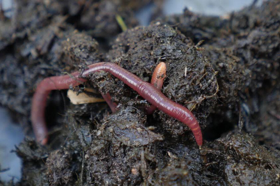 Scientists explain earthworms' leaf-busting guts 