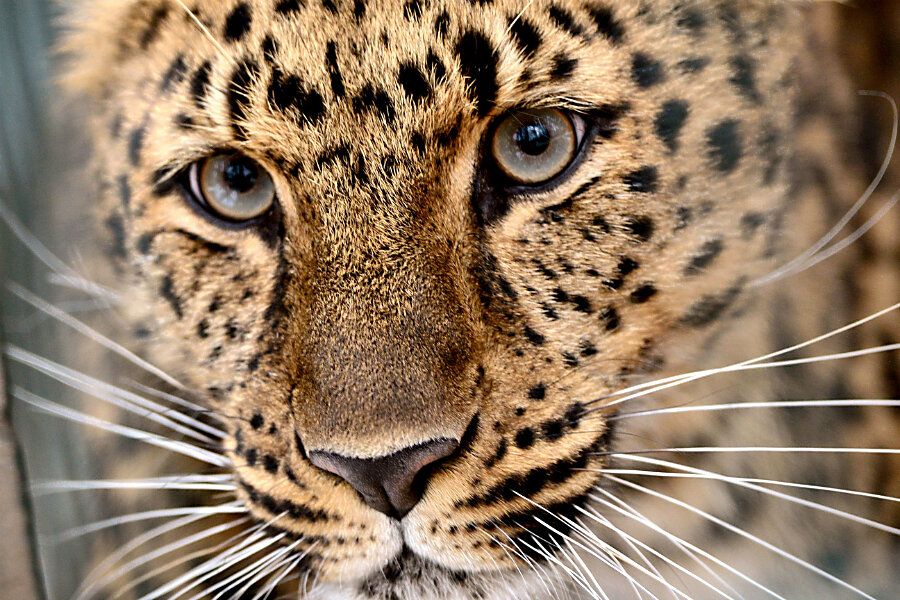 The eyes have it: What pupils reveal about predators and prey -  