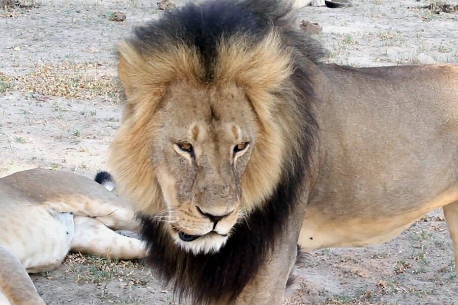 Why has Zimbabwe lifted its ban on big-game hunting after just 10 days? - Why has Zimbabwe lifted its ban on big-game hunting after just 10 days? -
