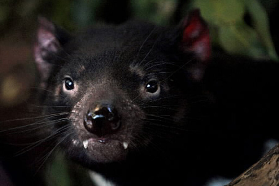 Taz to the rescue? Study says devil could save Aussie ecosystem