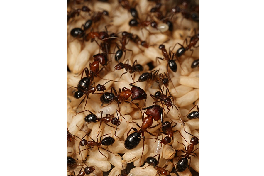 How do ants tell each other apart?