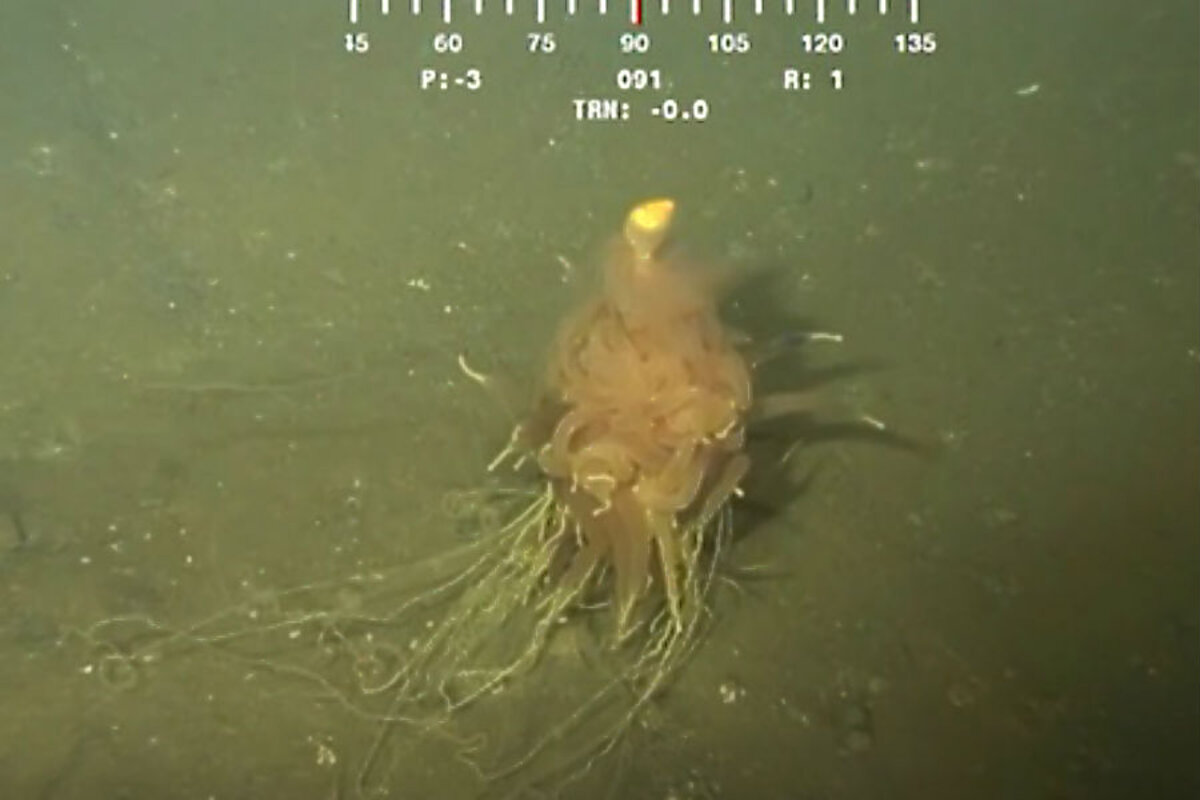 Bizarre undersea critter: What's a 'Flying spaghetti monster'? -  CSMonitor.com, image size:1200x800