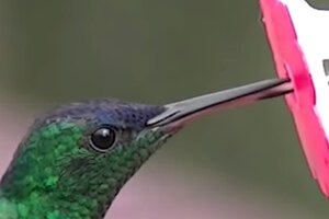 nectar sucking birds