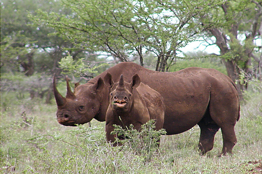 How one group plans to save black rhinos from poachers in South Africa