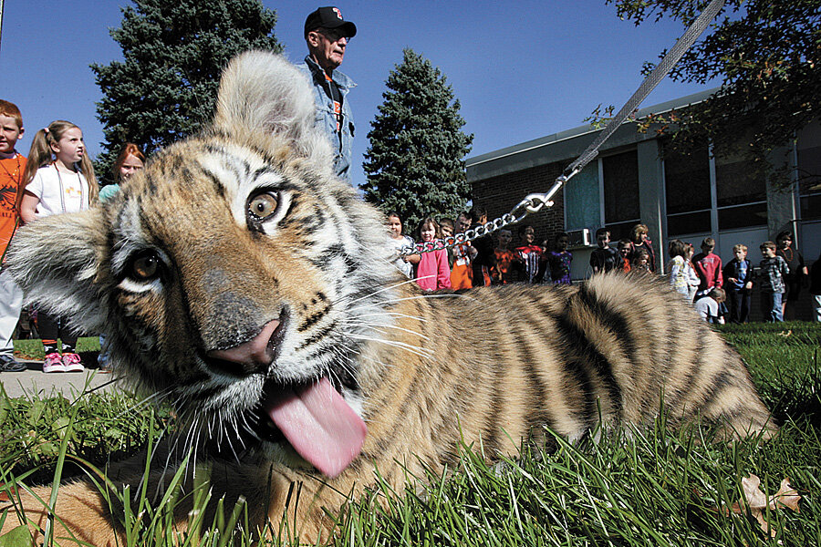 Should a high school football team be allowed to have a tiger cub