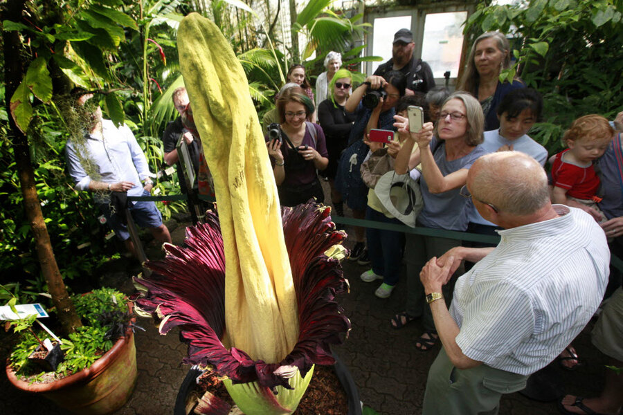 What's so appealing about the rancid smelling corpse flower ...