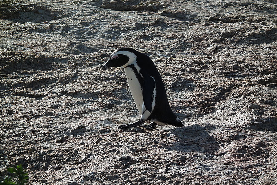 Are your anchovies killing Africa's penguins? - CSMonitor.com