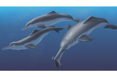 Scientists unlock mystery of river dolphins' bizarre origins 