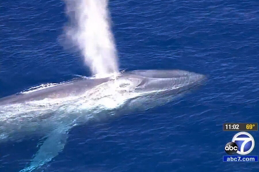 Video: Whale entangled in fishing gear off Peninsula