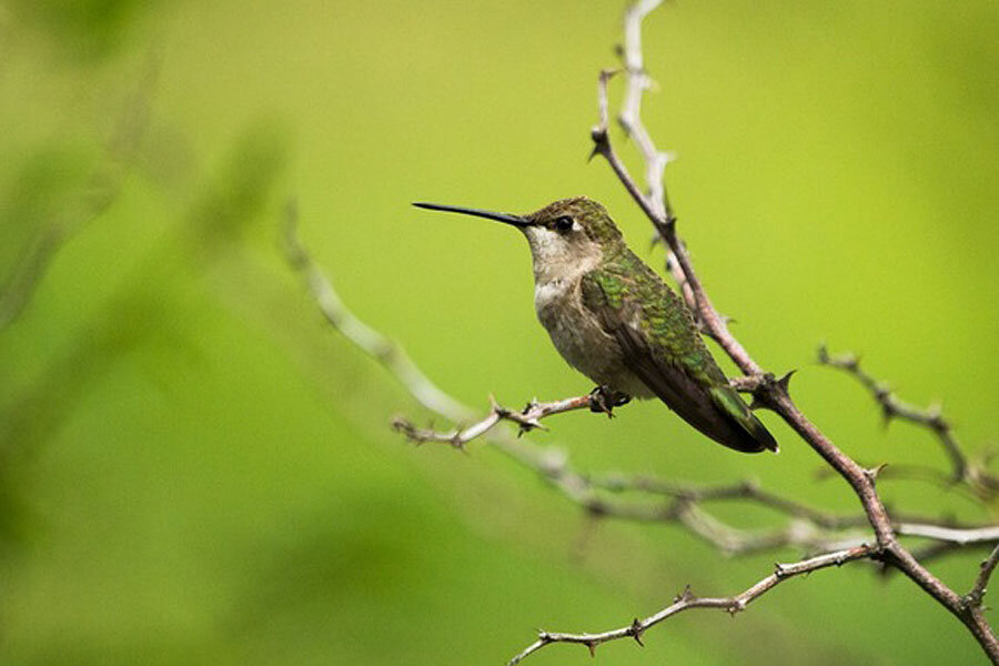 Why hawks protect hummingbirds