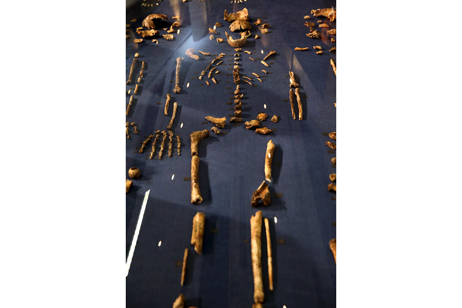 Homo naledi Walked Earth More Recently than Thought