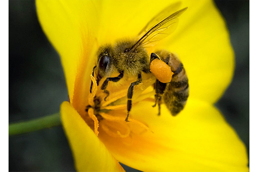 WILD BEES OF TEXAS - Honey & Killer Bees