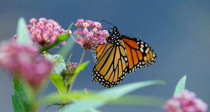 Dwindling North American monarchs begin 3,000-mile journey