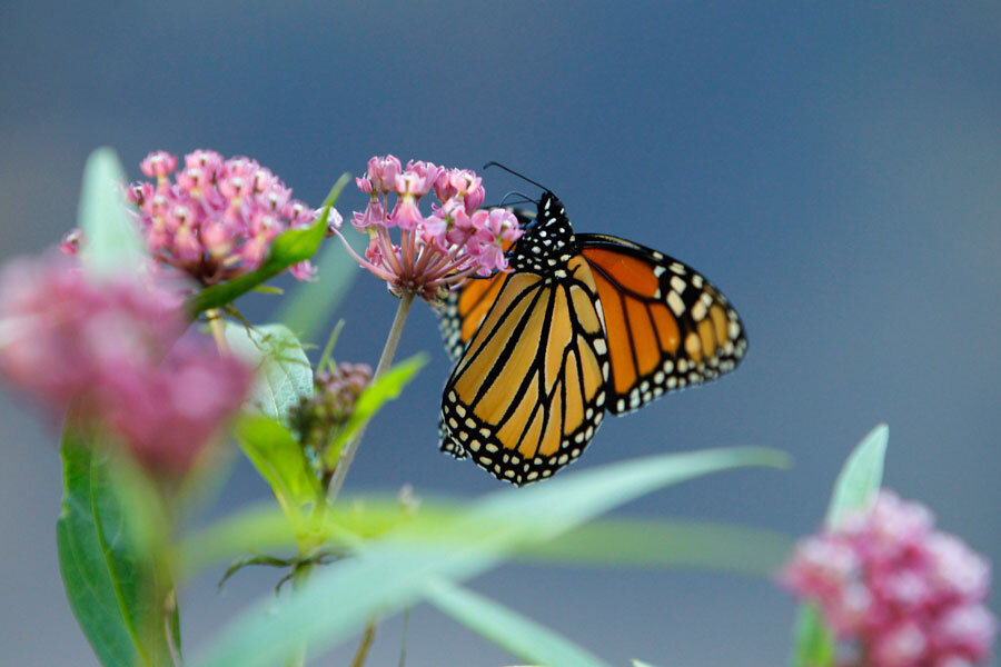 Dwindling North American monarchs begin 3,000-mile journey - CSMonitor.com