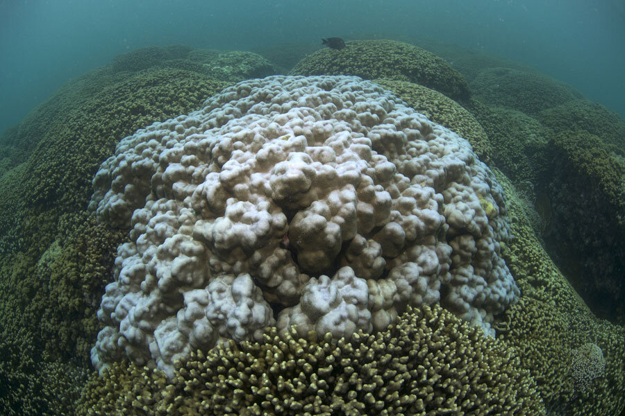 New research confirms land-sea relationship is major driver of coral reef  health outcomes