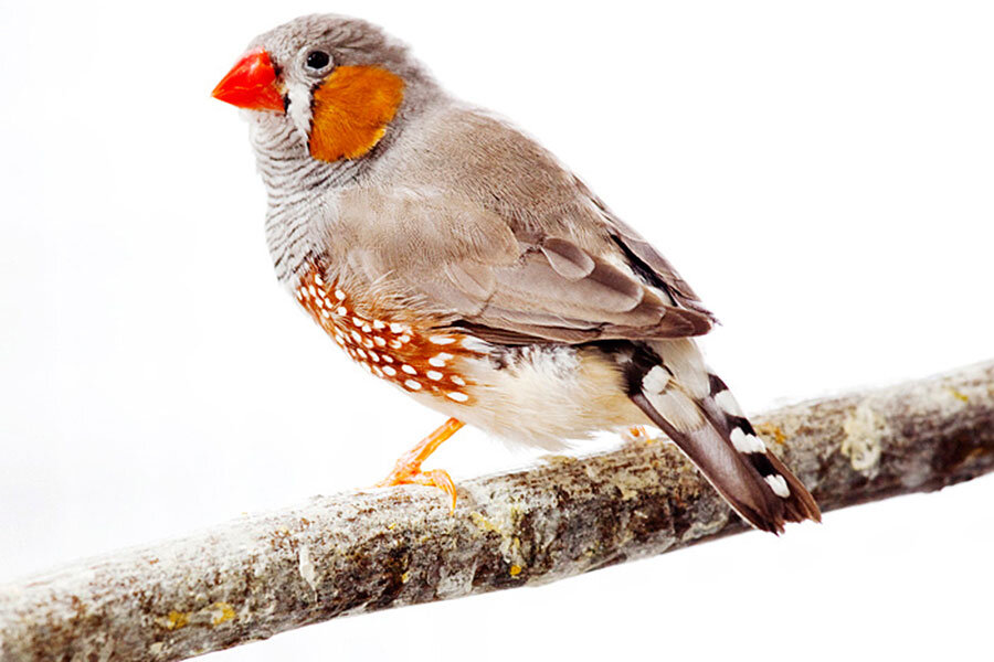 Why Do We Fall In Love Speed Dating Zebra Finches Offer - 