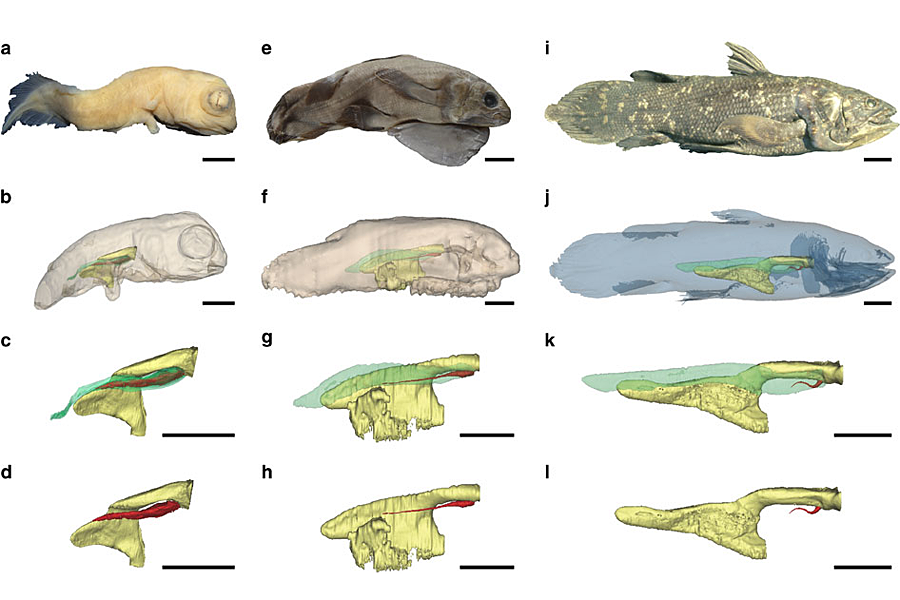 Lungs found in mysterious deep-sea fish - CSMonitor.com