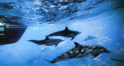 Federal judge to Navy: Save the whales (at least in the Pacific)