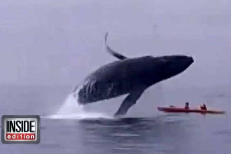 'That was heavy': Breaching whale lands on kayakers. - CSMonitor.com