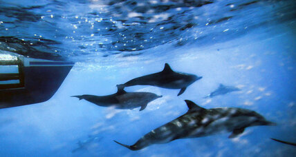 US Navy agrees to curb use of sonar in effort to save whales