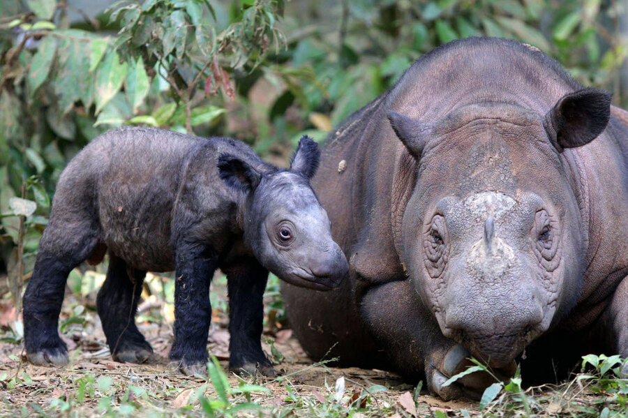 Sumatran Rhino Rescue celebrates World Rhino Day — Sumatran Rhino