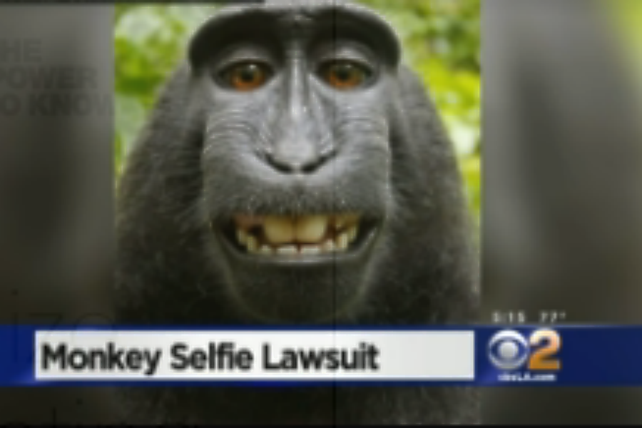 Monkey selfie copyright dispute - Wikipedia