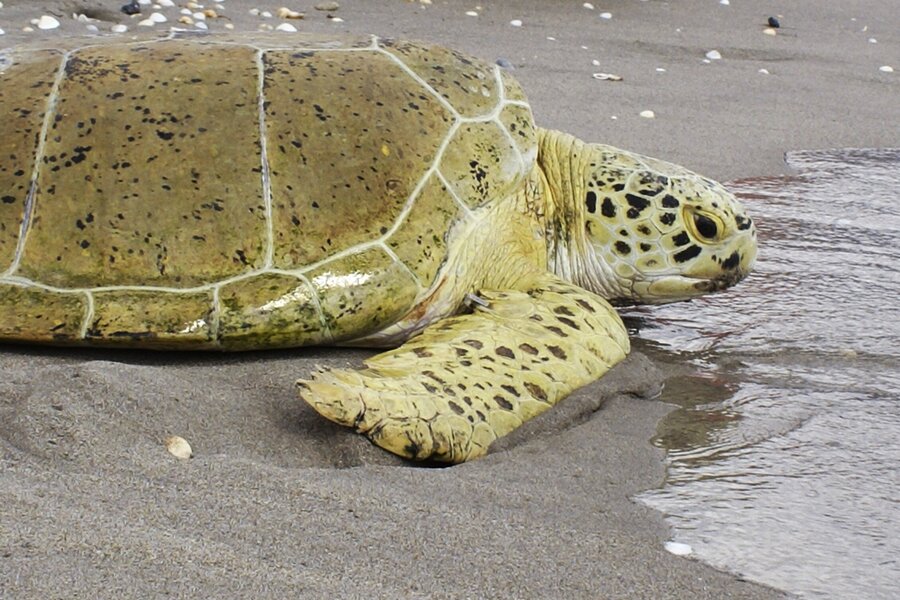 Why was a Florida woman arrested for riding a sea turtle? - CSMonitor.com