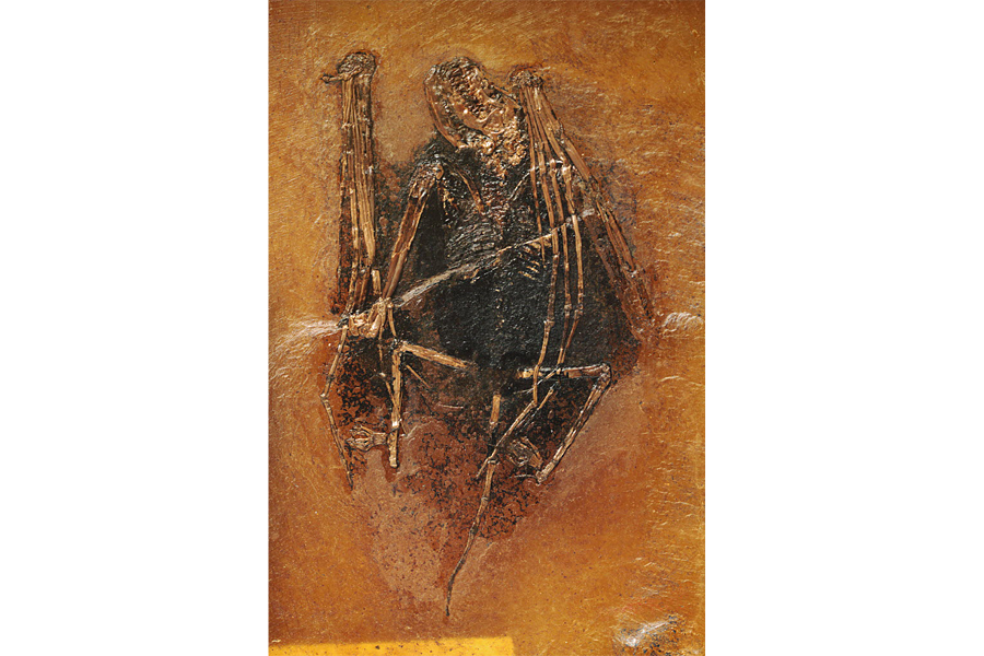 Color-coded fossils: Scientists can now find ancient creatures 