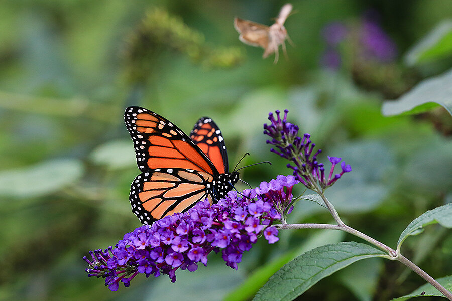 Can monarchs make a comeback? - CSMonitor.com