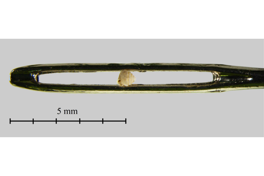 Scientists discover tiniestever land snail