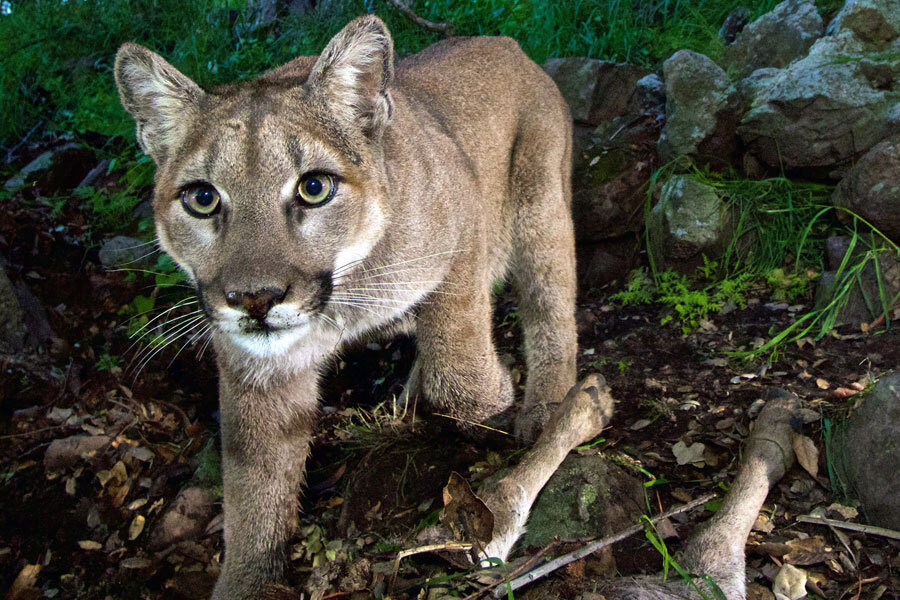 Eastern Cougar, Puma concolor couguar, 2015 