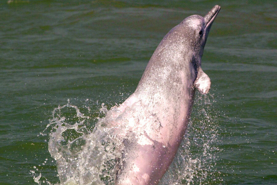 Yangtze River Dolphin (Baiji Dolphin), Lipotes vexillifer, 2008 -  