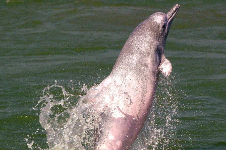 Yangtze River Dolphin (Baiji Dolphin), Lipotes vexillifer, 2008 - Yangtze River Dolphin (Baiji Dolphin), Lipotes vexillifer, 2008 -