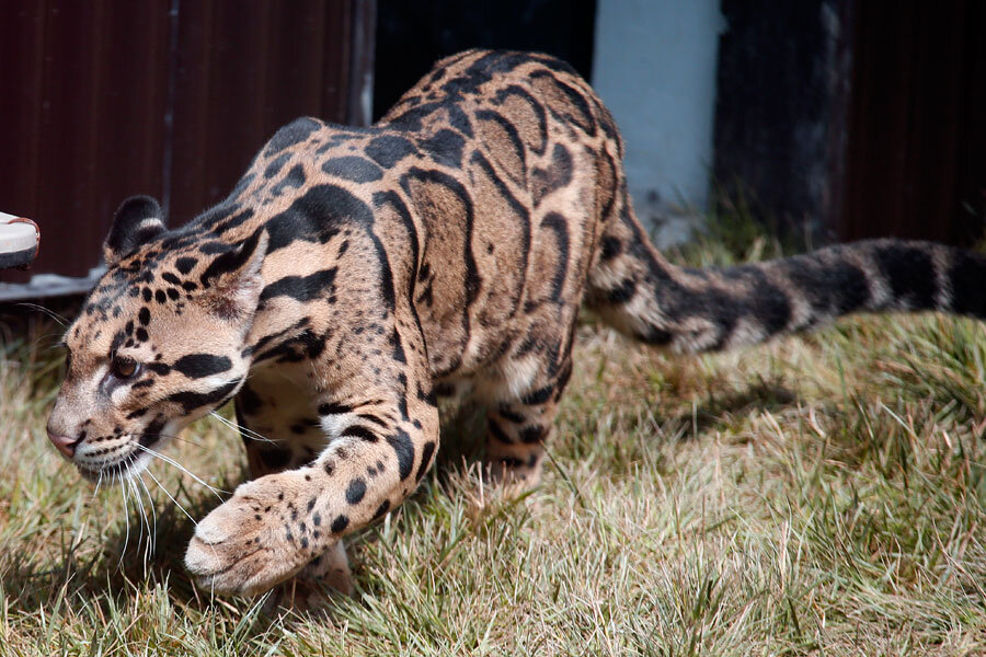 Formosan Clouded Leopard, Neofelis nebulosa brachyura, 2013 Formosan Clouded Leopard, Neofelis nebulosa brachyura, 2013