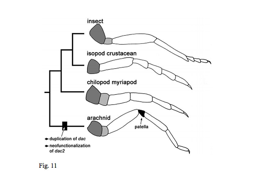 A)Sketch of a spider leg showing all segments: joints without